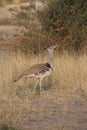 Kori bustard bird wanders through a grassy terrain, exploring its natural habitat Royalty Free Stock Photo