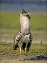 Kori Bustard,digital oil painting