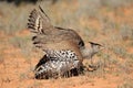 Kori bustard displaying - Kalahari desert Royalty Free Stock Photo