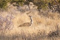 Kori Bustard in Etosha Royalty Free Stock Photo