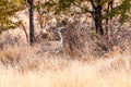 Kori Bustard in Etosha Royalty Free Stock Photo