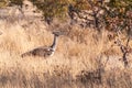 Kori Bustard in Etosha Royalty Free Stock Photo