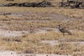 A Kori Bustard in Etosha Royalty Free Stock Photo