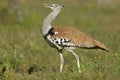 Kori bustard, Etosha National Park, Namibia Royalty Free Stock Photo