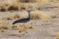 Kori Bustard - Etosha National Park - Namibia Royalty Free Stock Photo