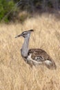 Kori Bustard - Etosha National Park - Namibia Royalty Free Stock Photo