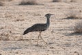 Kori Bustard in Etosha National Park, Namibia Royalty Free Stock Photo