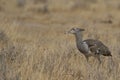 Kori Bustard in Etosha National Park, Namibia Royalty Free Stock Photo