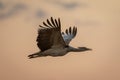 Kori bustard flying in silhouette opening beak