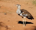 Kori Bustard, heaviest bird capable of flight