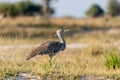 kori bustard inchobe national park in botswana in africa