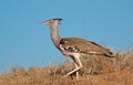 Kori Bustard (Ardeotis kori) Kgalagadi Transfortier Park, South Africa
