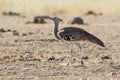 Kori bustard in Kruger National park Royalty Free Stock Photo