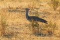 Kori bustard in natural habitat in Etosha National Park in Namibia Royalty Free Stock Photo