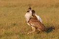 Kori Bustard male displaying Royalty Free Stock Photo