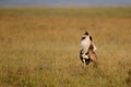 Kori Bustard male displaying Royalty Free Stock Photo