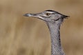 Kori bustard portrait Royalty Free Stock Photo