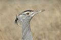 Kori Bustard Royalty Free Stock Photo