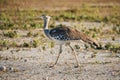 Kori bustard in the savannah