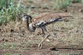 This Kori Bustard is scratching the ground for insects