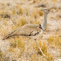 Kori Bustard Royalty Free Stock Photo
