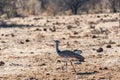 A Kori Bustard, standing on the edge of a waterhole Royalty Free Stock Photo