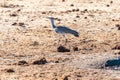 A Kori Bustard, standing on the edge of a waterhole Royalty Free Stock Photo