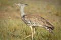 Kori bustard standing in the grass. Royalty Free Stock Photo