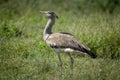 Kori bustard standing in grass looking up Royalty Free Stock Photo