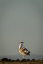 Kori bustard standing on horizon in profile Royalty Free Stock Photo