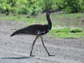 This Kori Bustard is strutting over a sand road