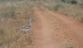 Kori bustard walking across a dirt path in Meru National Park, Kenya