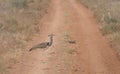 Kori bustard walking across dirt road in Meru National Park, Kenya