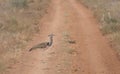 Kori bustard walking across dirt road in Meru National Park, Kenya Royalty Free Stock Photo