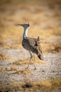 Kori bustard walking across rocky salt pan Royalty Free Stock Photo