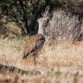 Kori Bustard Royalty Free Stock Photo