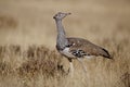 Kori bustard walking the Etosha plains Royalty Free Stock Photo