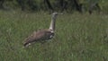 Kori bustard Walking On The Grassy Field In El Karama Lodge In Kenya -