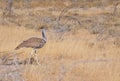 Kori bustard Royalty Free Stock Photo