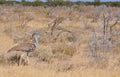 Kori bustard Royalty Free Stock Photo