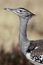 Kori bustard, the world's heaviest flying bird Royalty Free Stock Photo