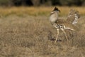 Koritrap, Kori Bustard, Ardeotis kori Royalty Free Stock Photo