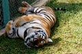 Cute siberian tiger cub lying on grass and sleeping. Tired tiger Royalty Free Stock Photo