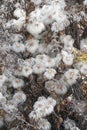 KorKorean clematis. Close up image of seedheads. Royalty Free Stock Photo