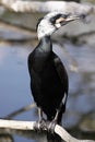 Kormoran Royalty Free Stock Photo