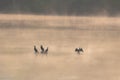 Cormorant birds in morning mist sitting on lake Royalty Free Stock Photo