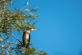 Kormoran sits in a tree and looks for loot