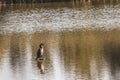 Kormoran sits on the water and looks for loot