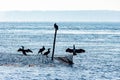 Silhouette of five cormorants sitting at the top of a rod and a flue Royalty Free Stock Photo