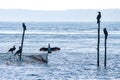 Silhouette of six cormorants sitting at the top of rods and a flue Royalty Free Stock Photo